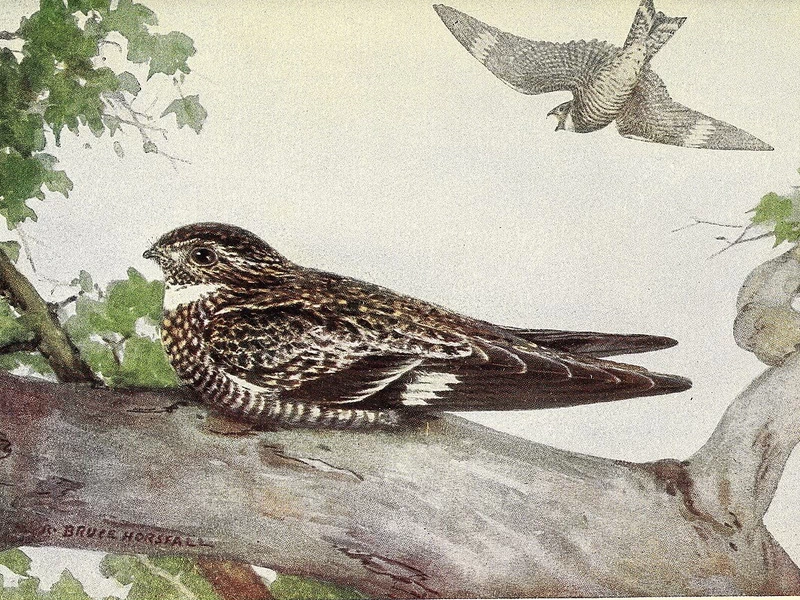 1869-Robert Bruce Horsfall - Ritratti e abitudini dei nostri uccelli